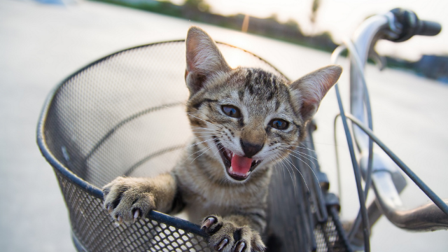 自転車の籠の中で鳴く猫の写真。キャットコーリングに振り向かない、反応しない、笑顔で対応しない、というイメージ。ストリートハラスメント