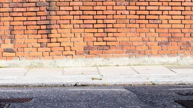 A chicken bone on the street