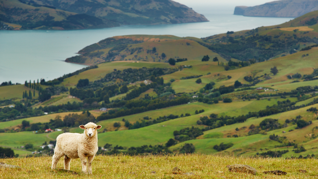 A sheep in mountains in New Zealand 