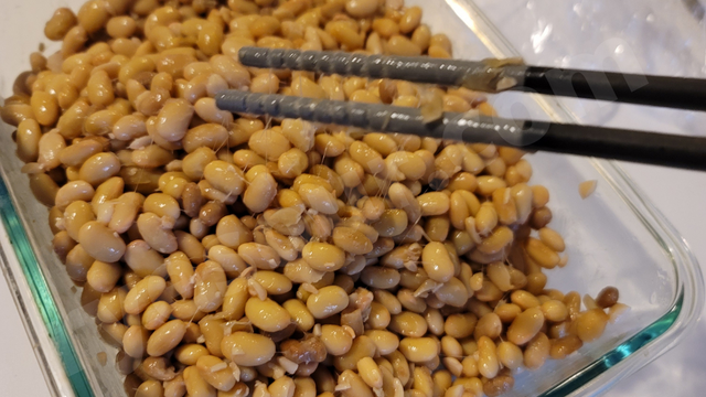 発酵中の納豆を殺菌消毒した菜箸で混ぜるところ