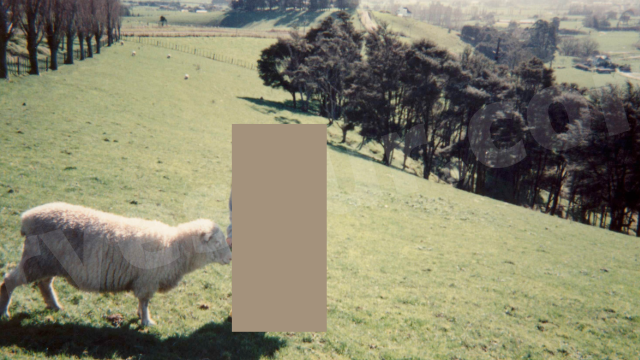 ニュージーランドの羊と戯れるらいむぎさわこ・らいさわ